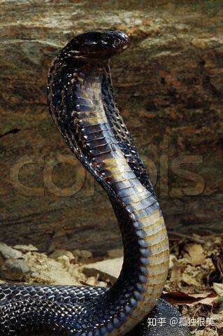 黑曼巴和眼镜蛇都属于眼镜蛇科,但前者是黑曼巴属,后者是眼镜蛇属.
