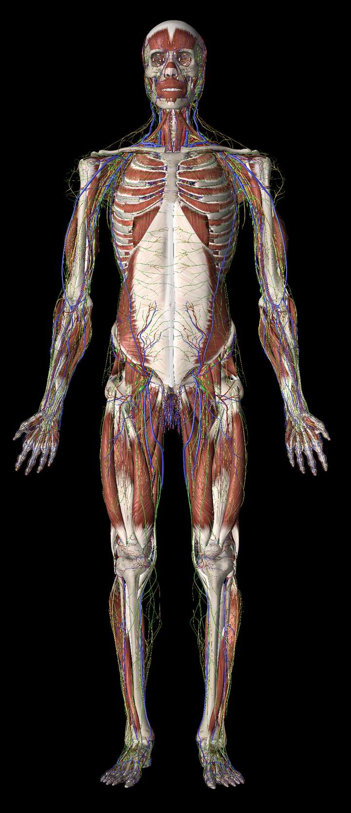请问哪里可以找到符合人体解剖结构的虚拟3d模型?