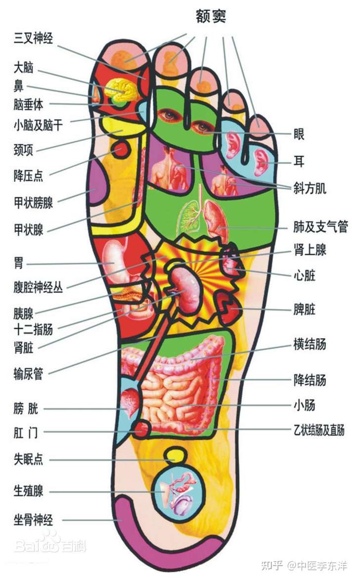 足底反应区和身体健康有关系吗