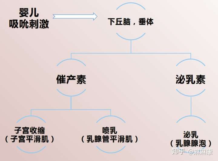泌乳机制