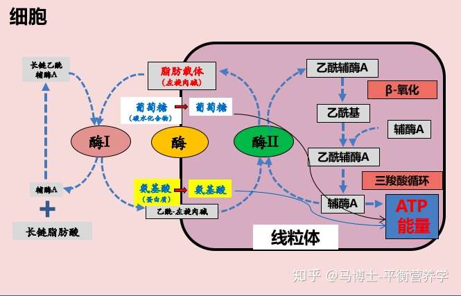 结果就是,即使运动,消耗能量,身体也无法利用脂肪来供能,导致脂肪累积