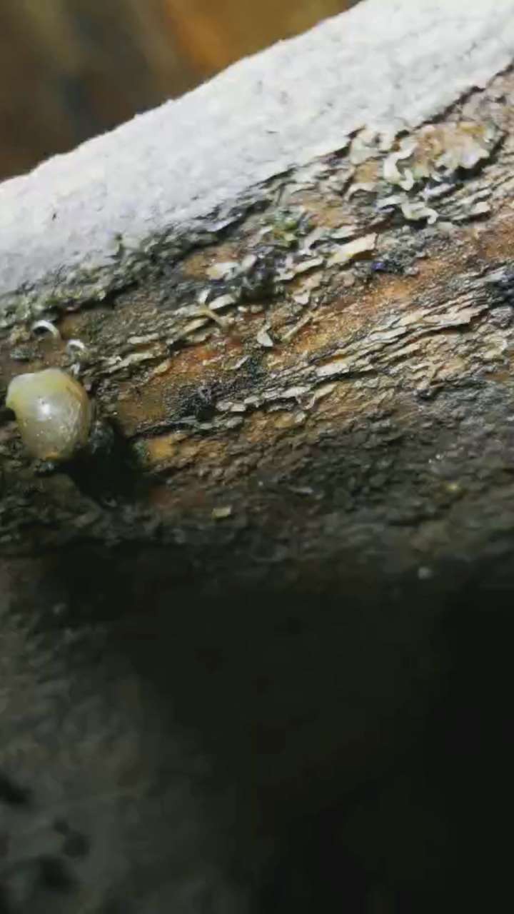 怎样可以杀死虫子而不伤害到蜗牛?