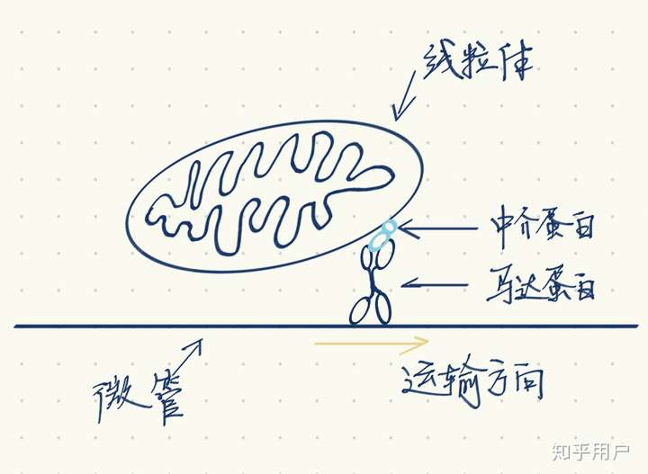 图一:马达蛋白,中介蛋白在微观上运输线粒体示意