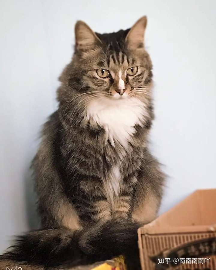 这个是缅因还是美国长毛猫?
