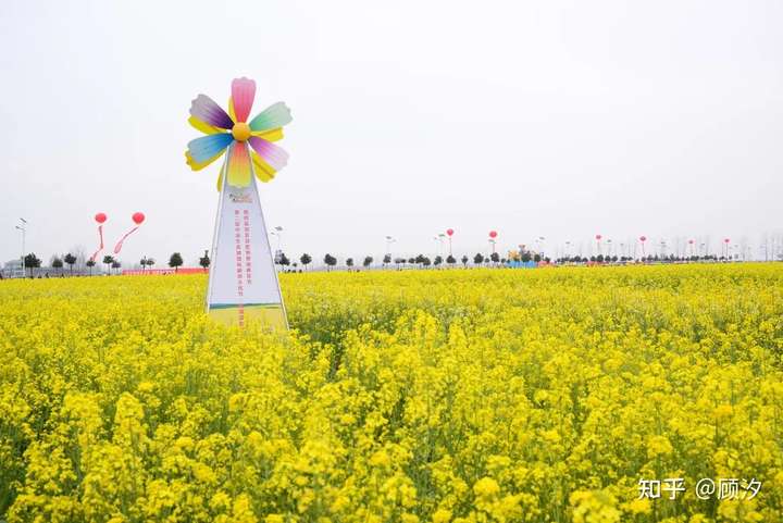 蔡甸消泗万亩油菜花海