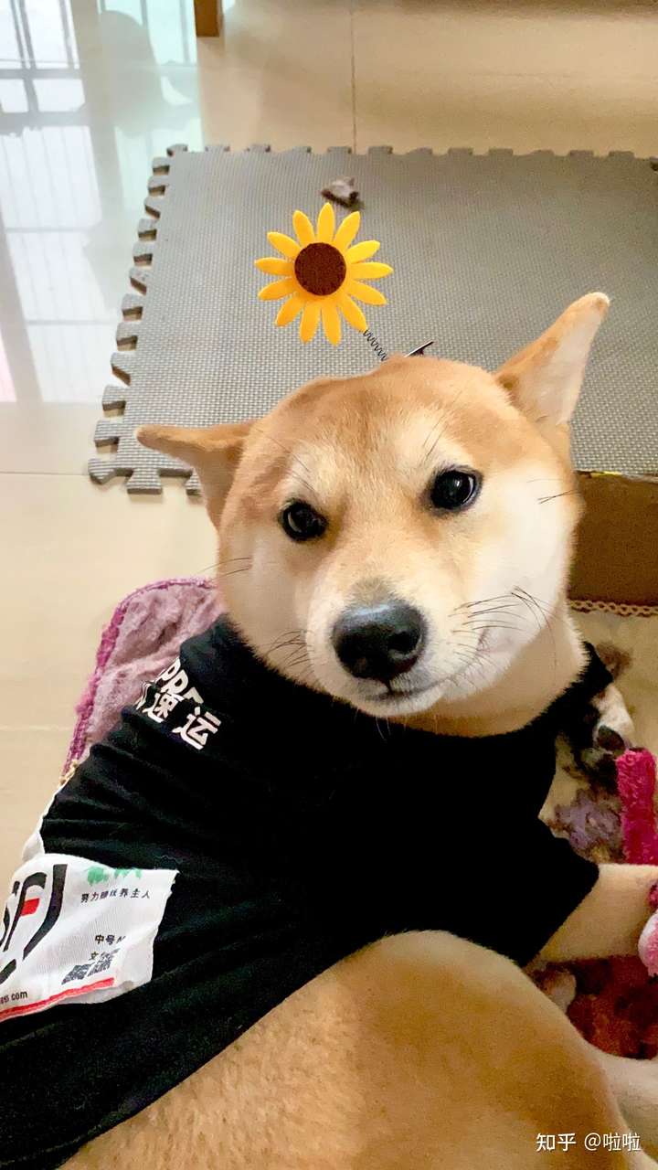 为啥我家的柴犬五个月了还这样…?