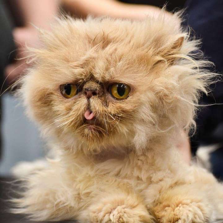 你见过最丑的猫丑到什么程度了?