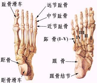 为什么右脚比左脚大?