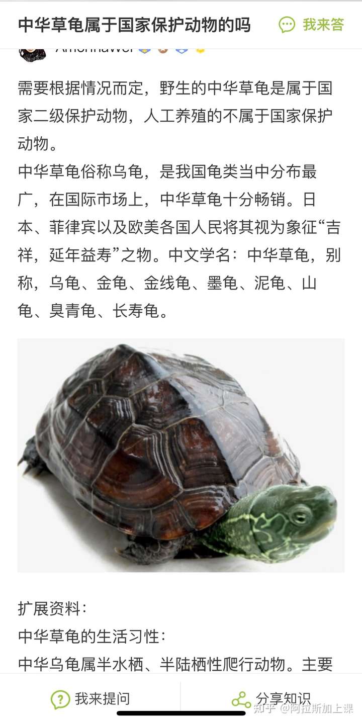 从广东河边捡到一只乌龟,有没有认识的?