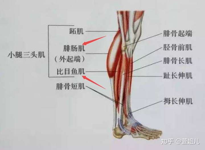 肉毒素,就是常说的瘦腿针,主要是针对肌肉组织的,像咬肌,腓肠肌