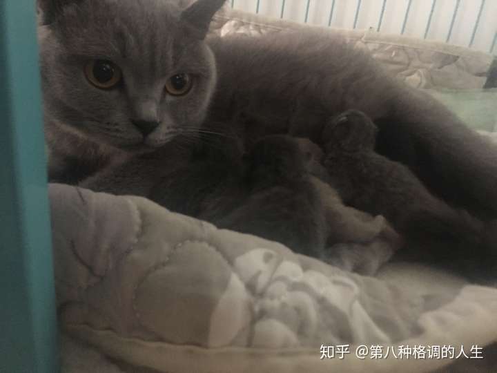 暹罗猫和蓝猫生的猫宝宝什么样?