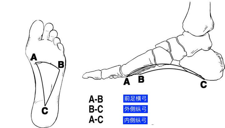 对于前足的横弓,曾有一些学者持怀疑态度