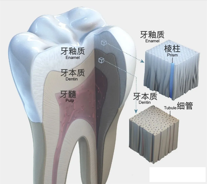 牙齿的结构主要分三层: 牙釉质,牙本质和牙髓.