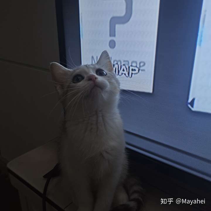 银渐层和田园猫杂交会变成什么样子?