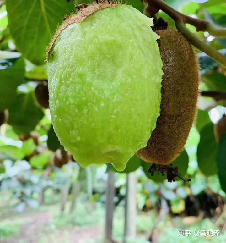 猕猴桃品种 知乎