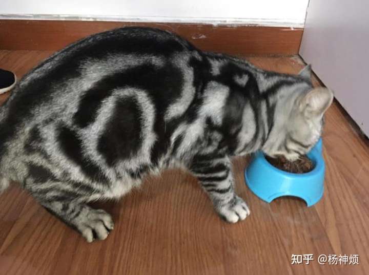 这个是红虎斑猫吗?