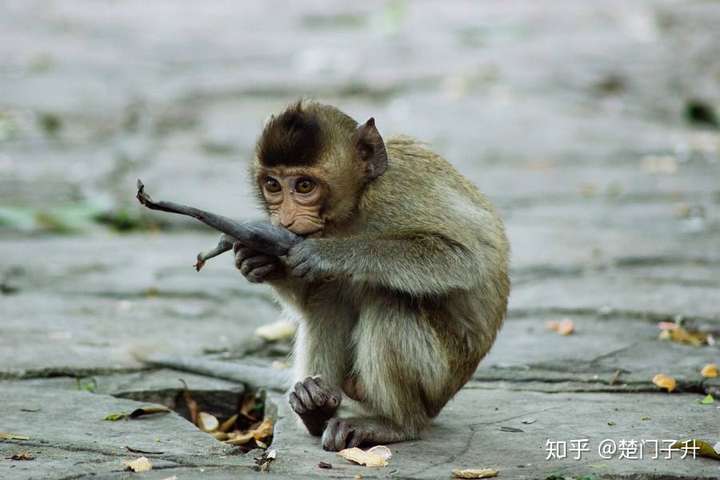 有一只小猴子的肚皮被树枝划伤了,流了很多血.