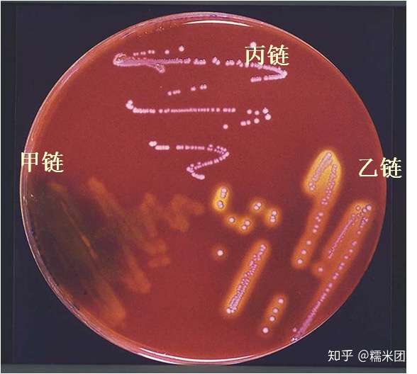 不产生溶血素,菌落周围无溶血环,故又称不溶血性链球菌(streptococcus