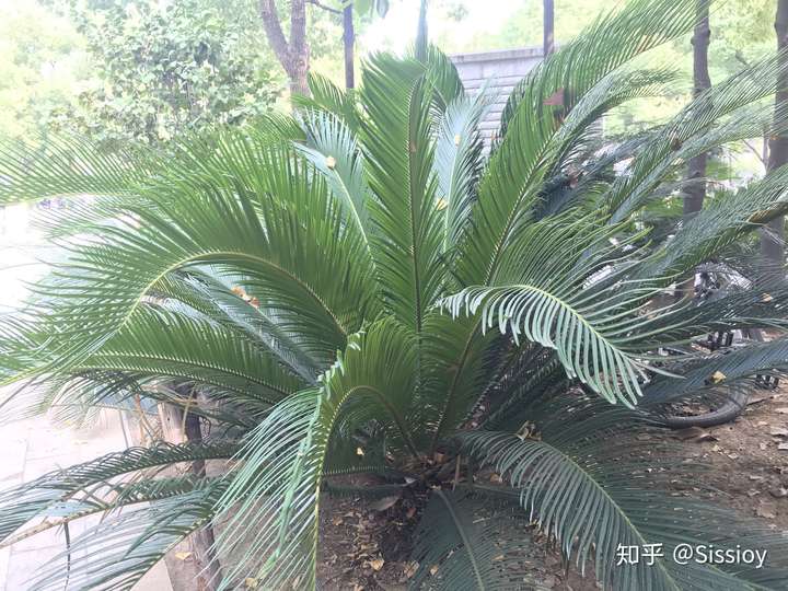 苏铁属cycas 别名:铁树,凤尾铁,凤尾蕉,凤尾松