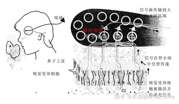 味道是如何产生并如何被感知的