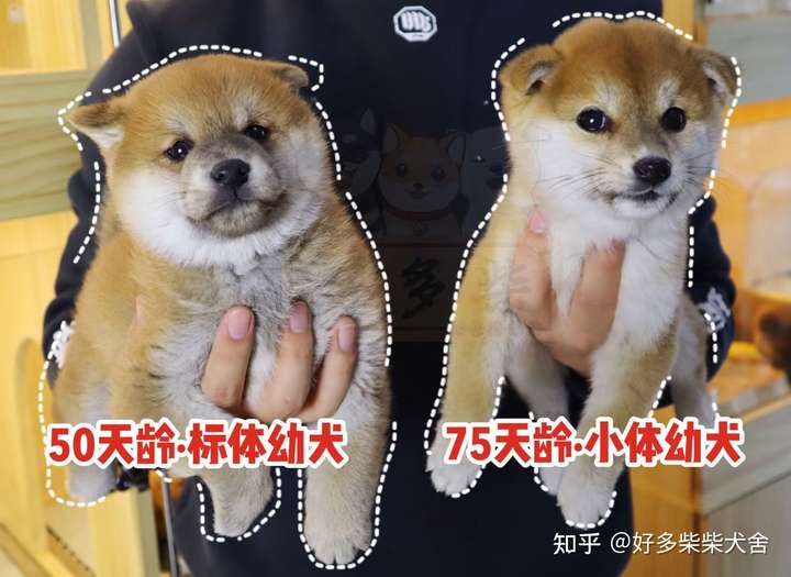 柴犬小体是什么意思