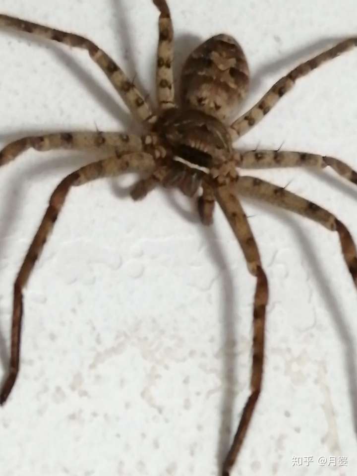 这是什么蜘蛛这么大咬人吗没捉到跑了在屋里感觉不安全