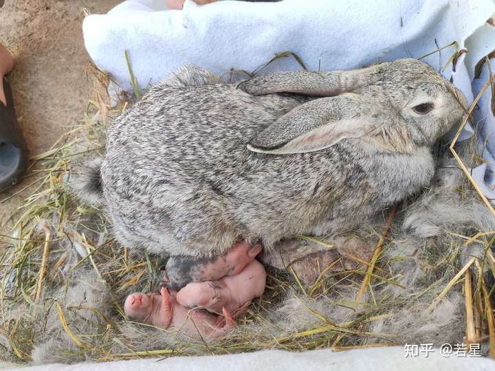 家里兔子生了但兔妈妈就是不喂奶怎么办?在线等 急等?