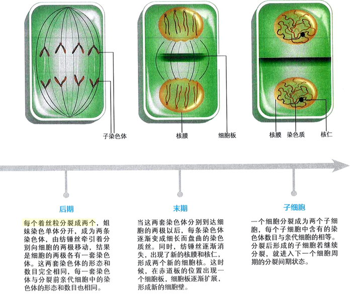 高中生物如何区分着丝粒和着丝点