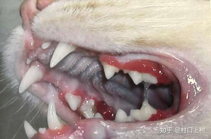 扒开猫咪的嘴巴,观察是否有异物,牙齿是否有食物残渣,是否有口腔溃疡.