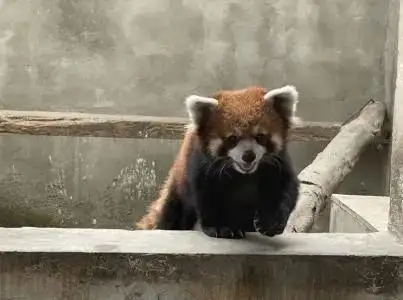 透视社生态关注小熊猫遭遇猎捕如何保护这一濒危物种