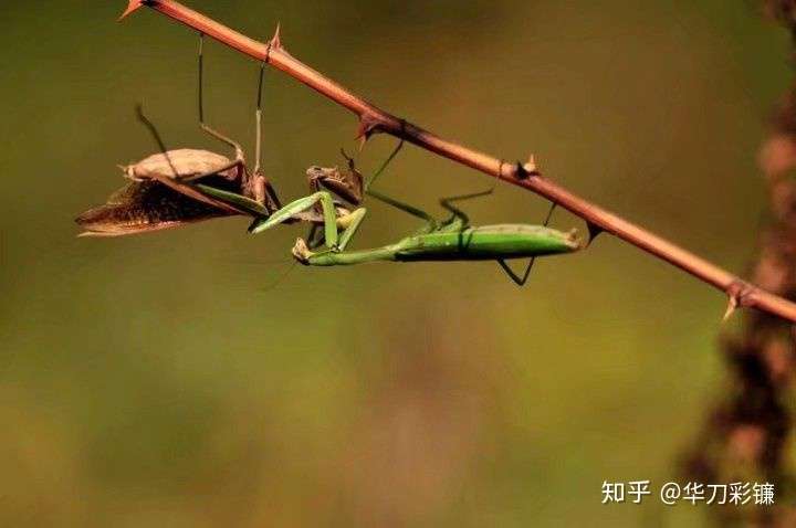 螳螂是夜行还是昼行动物?它的食谱有多广泛?