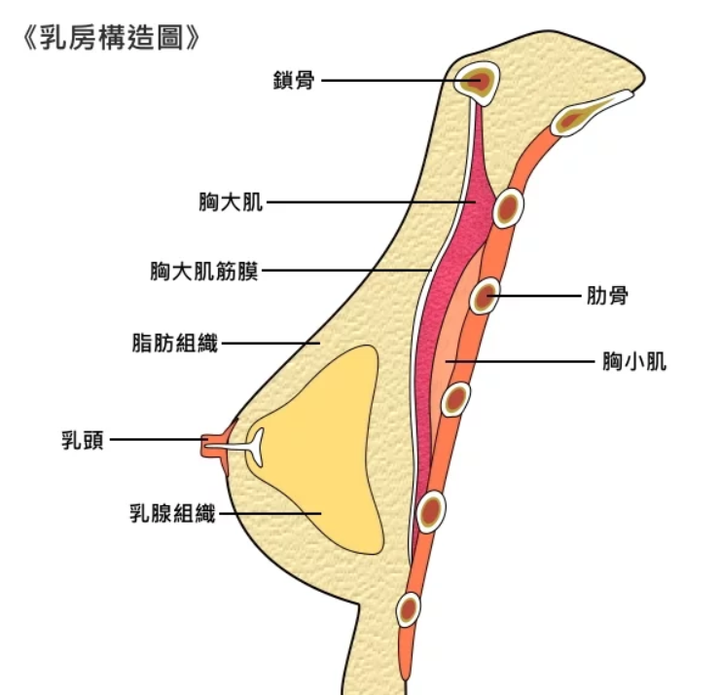 其实大体上说,乳房结构从里向外就是 肌肉—乳腺组织—脂肪