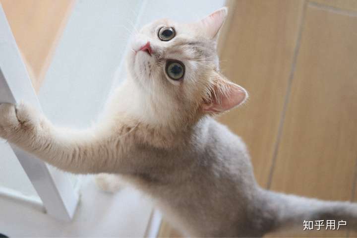 一只猫能可爱到什么程度?
