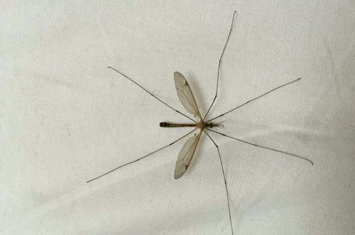 公蚊子临死时排出的黑色的小粒是什么?