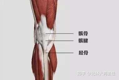 髌腱作为 肌腱,起着连接 膝盖髌骨 与 小腿胫骨 的作用,光看作用就能