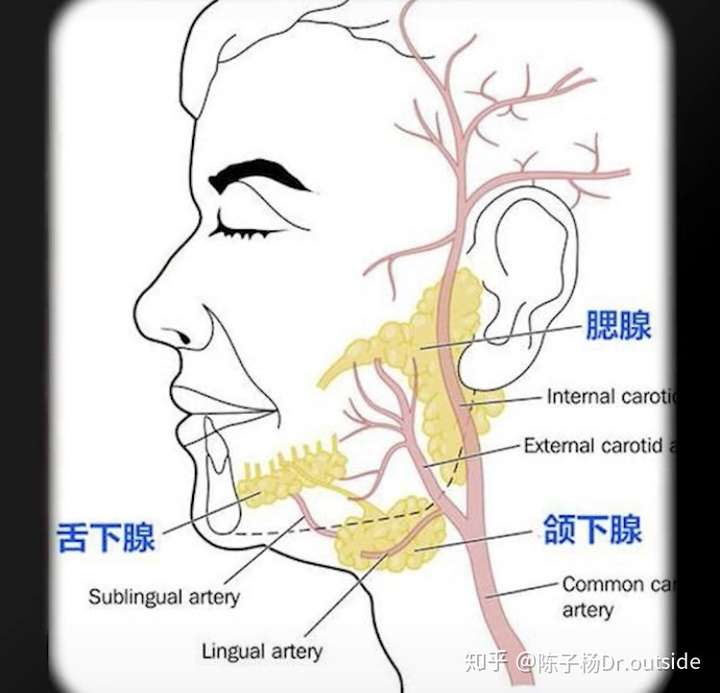 科学家在人体内发现未知的咽鼓管唾液腺真的是新器官吗这一发现具有