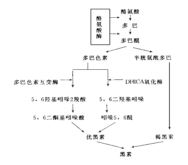 黑色素的形成过程如下