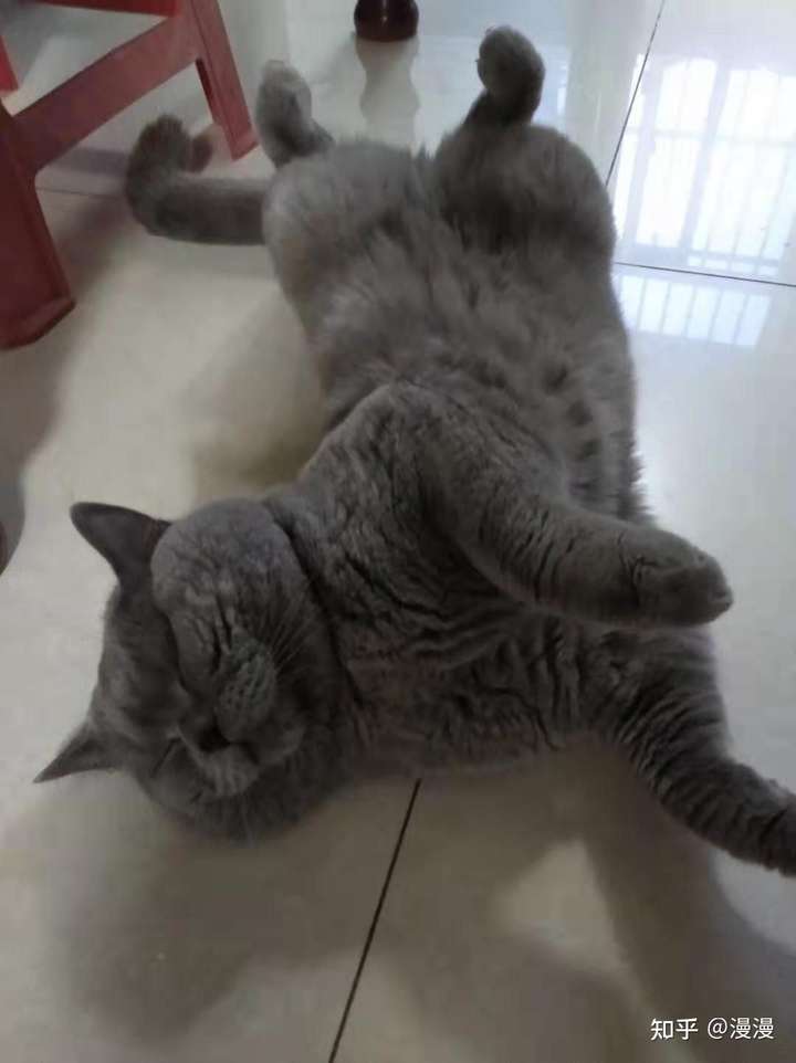 英短蓝猫和狸花猫配种会生出什么样的猫啊?求上图!