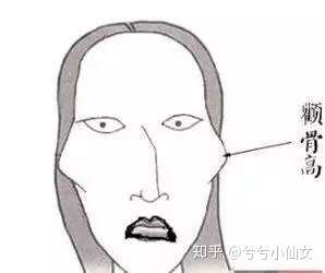 颧骨是位于面中部的前面,腮部上方,眼眶外
