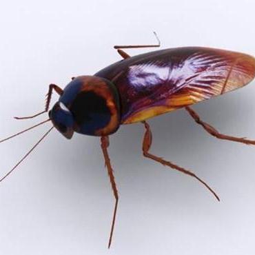 蟑螂的别称,蟑螂,昆虫,也叫 蜚蠊.它有咀嚼式的 口器,能啃吃东西.