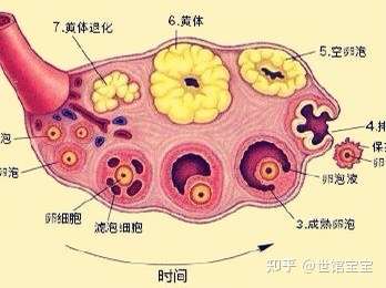 卵子排不出是什么原因?