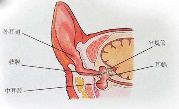 猫和狗的耳道解剖图