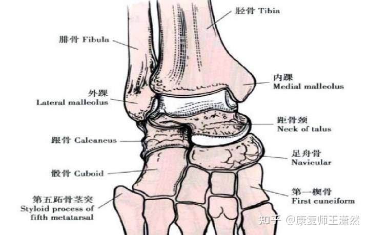 踝关节又称距骨小腿关节,距上关节,胫距关节等.