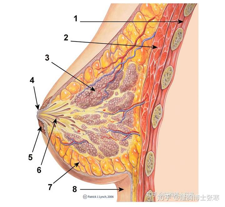 正确的胸部按摩手法是怎样的?