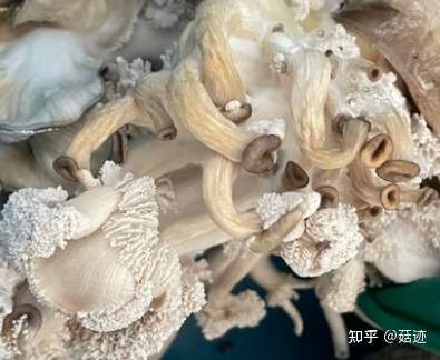 家里种蘑菇表面长出细小白色绒毛还能食用吗