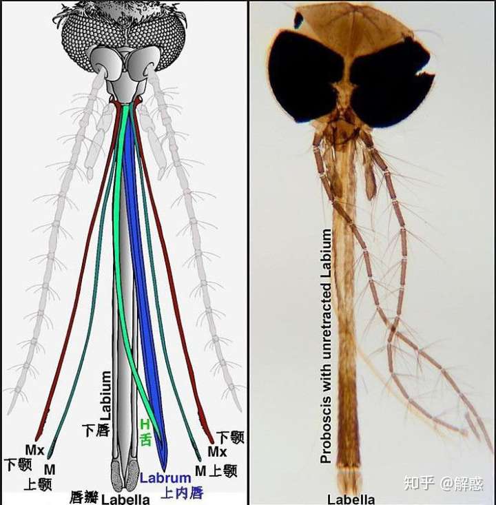 为什么蚊子的嘴不是很坚硬,但是可以刺进人的皮肤 知乎