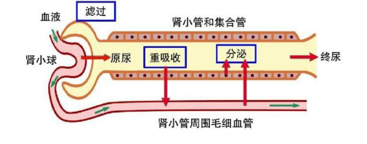 尿液形成的流程图