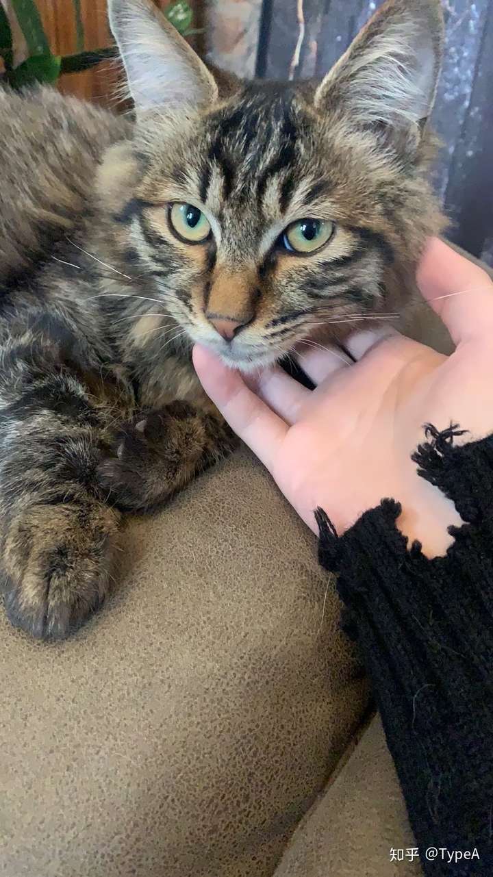 狸花猫怎么样好养吗