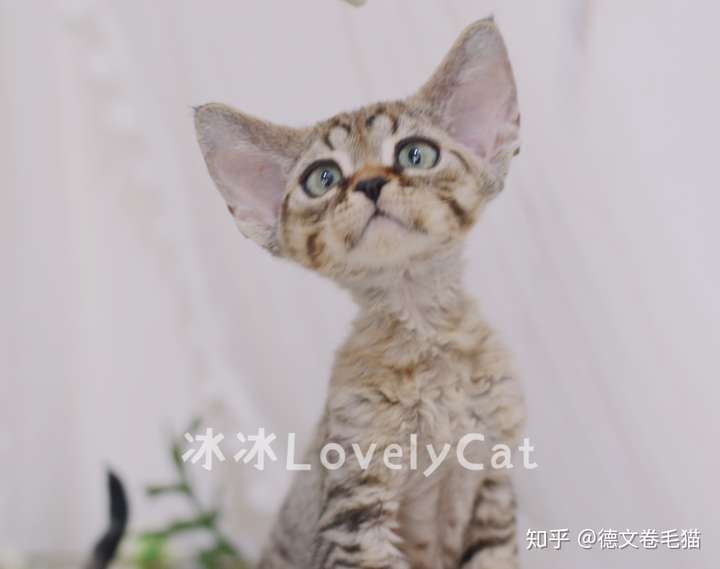 请问大家觉得这只德文卷毛猫的品相怎么样?