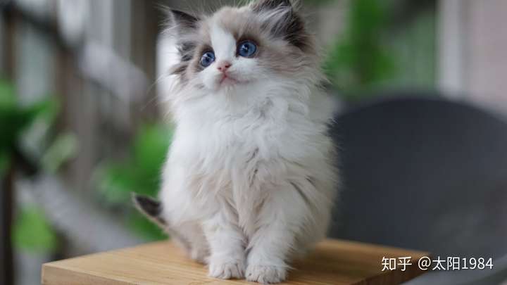 一万块的布偶猫和八千多的布偶猫区别在哪里